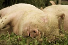 Sleeping Piglets Royalty Free Stock Photography Sleeping Piglets Royalty Free Stock Photography