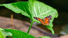 Butterfly On A Leef Royalty Free Stock Photography Butterfly On A Leef Royalty Free Stock Photography