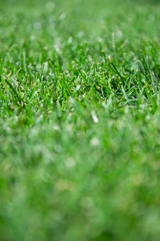 Cut Grass Royalty Free Stock Photo Cut Grass Royalty Free Stock Photo