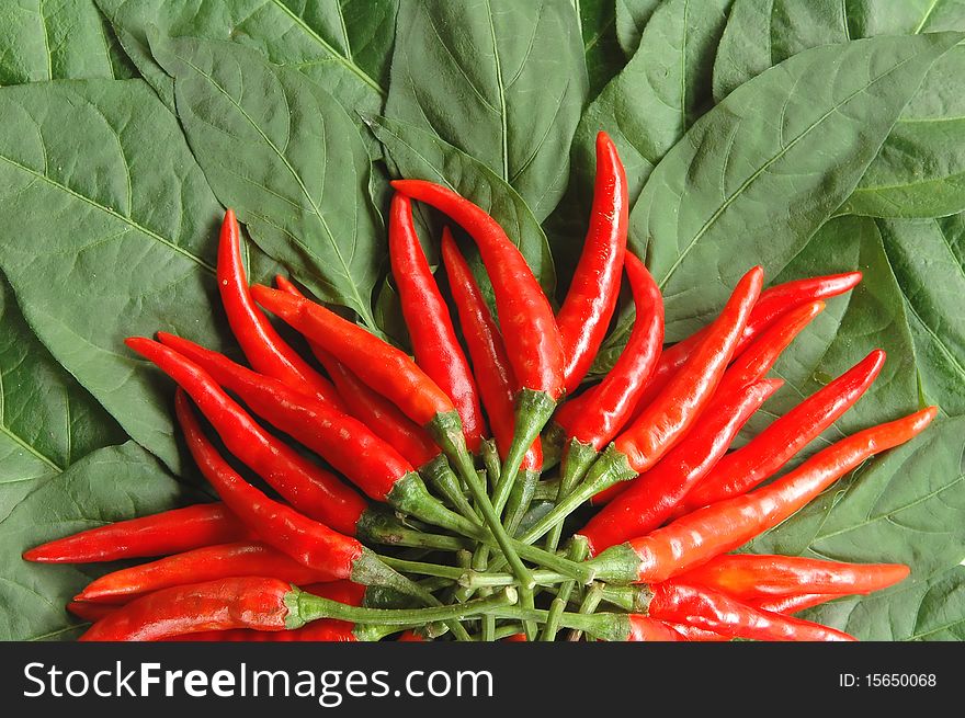 Fresh red chili on leaves