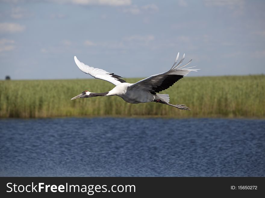 Red-crowned Crane