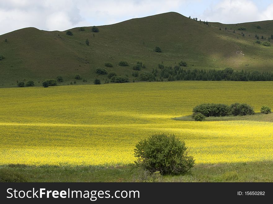 The golden rapeseed flowers fields in summer. The golden rapeseed flowers fields in summer