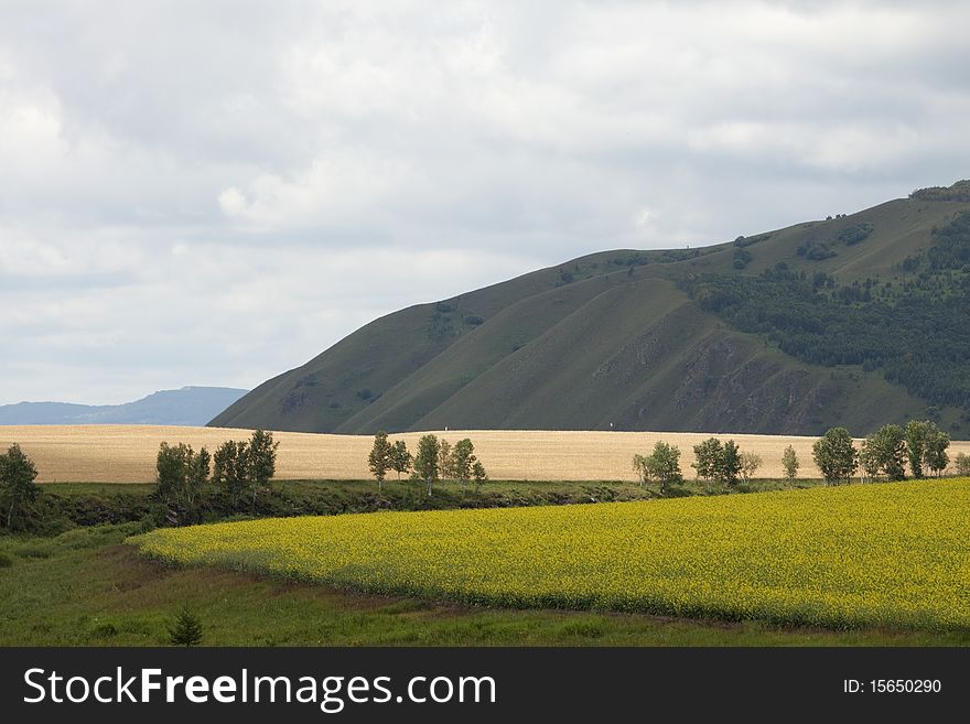 The golden rapeseed flowers fields and wheat fields in summer. The golden rapeseed flowers fields and wheat fields in summer