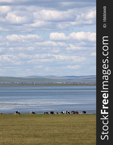 The summer prairies in Inner Mongolia of China. The summer prairies in Inner Mongolia of China