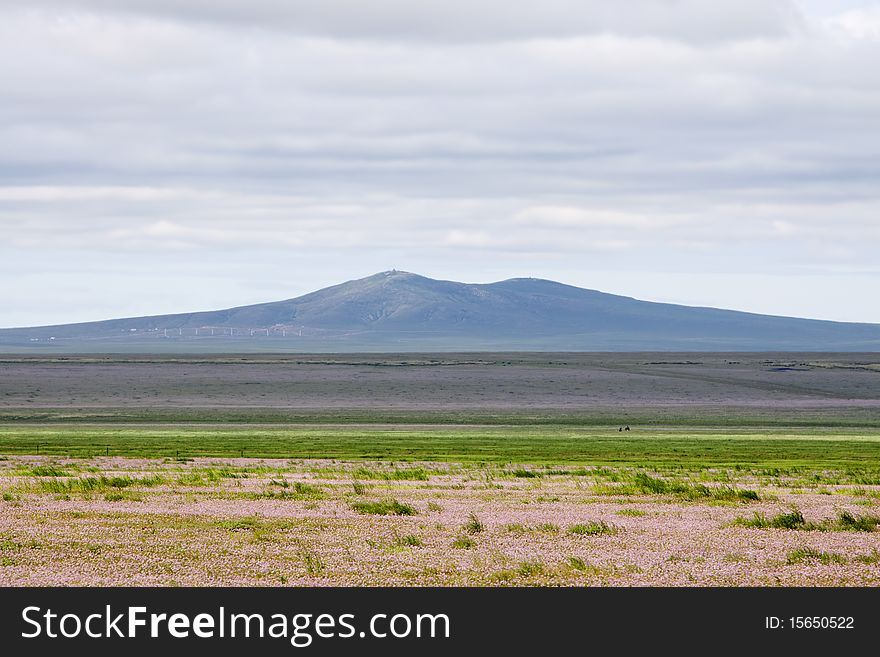 The wild flowers in summer meadow of Inner Mongolia, China