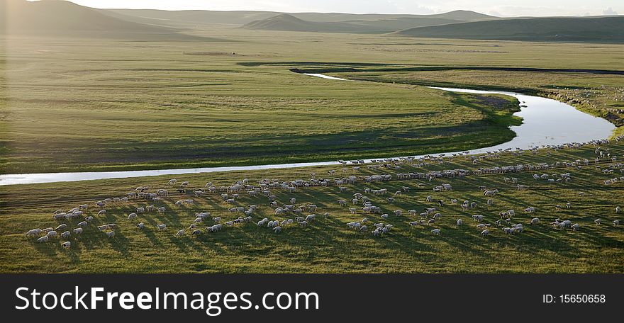 Sheep herd beside the river in dusk of summer prairies of Inner Mongolia, China