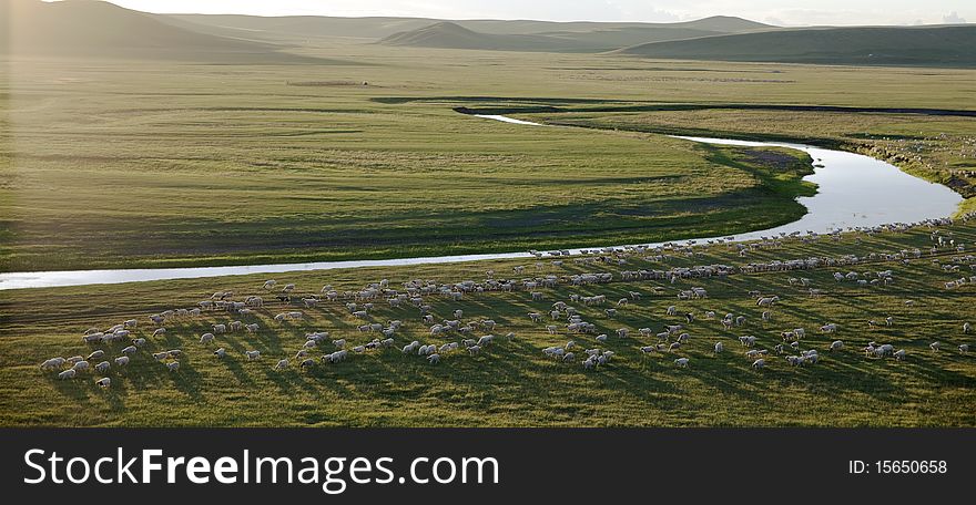 Sheep Herd