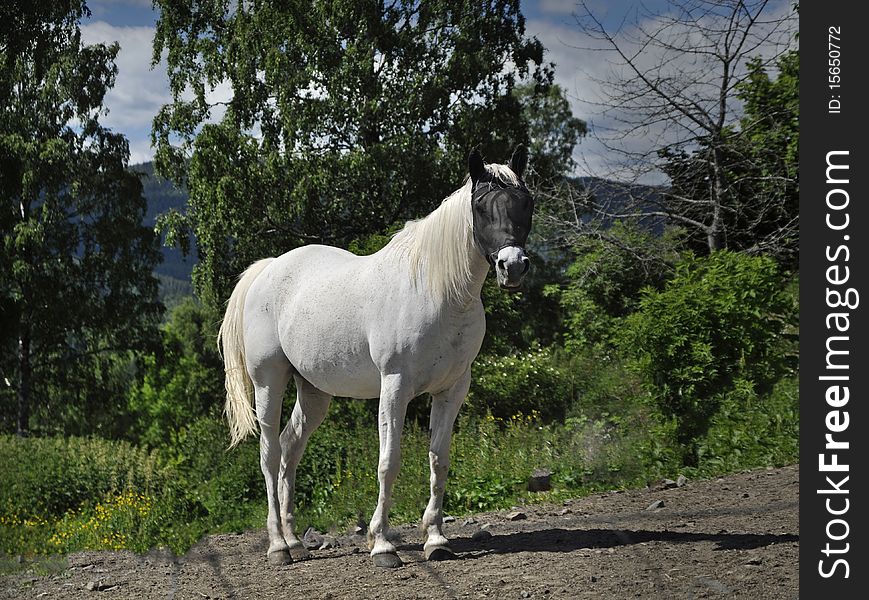 White horse posing for the camera. White horse posing for the camera