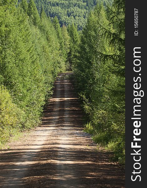 The ascending dirt road in summer