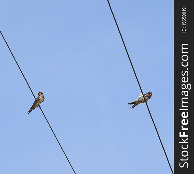 A pair of swallow on blue sky