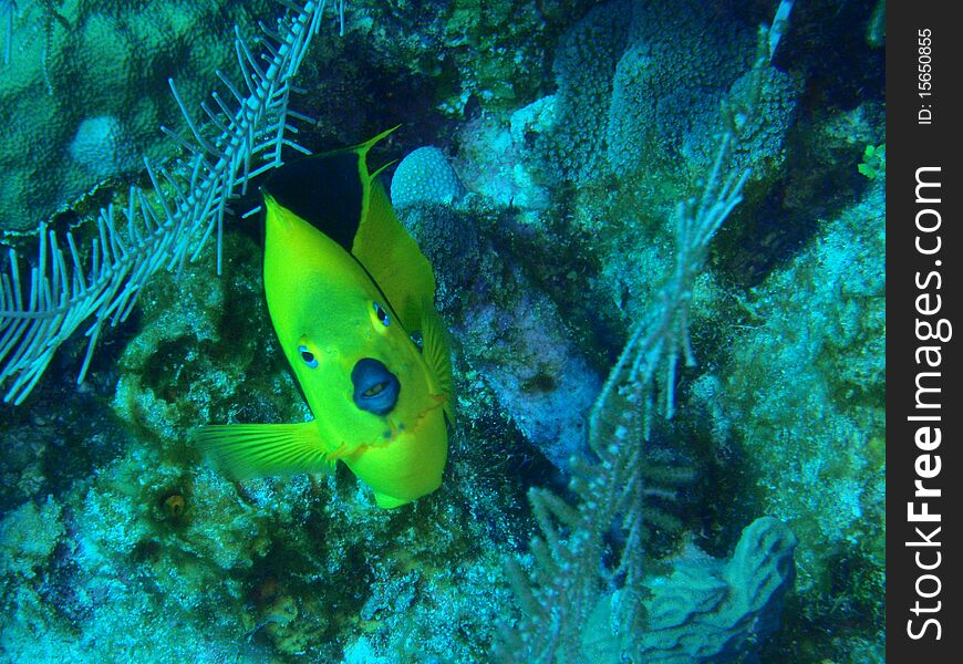 A rock beauty checking me out diving in the Cayman Islands. A rock beauty checking me out diving in the Cayman Islands