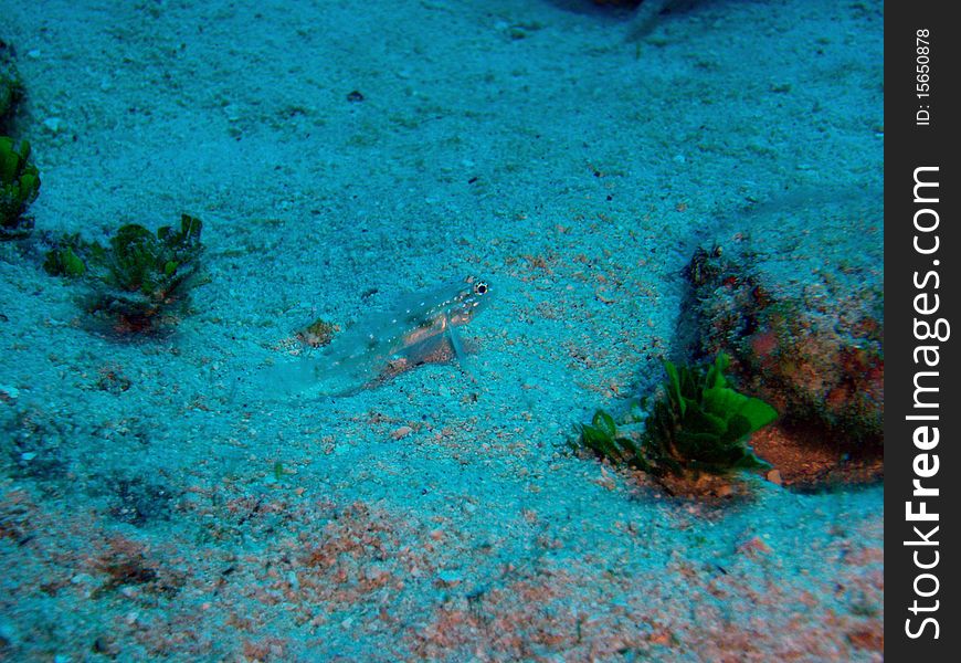 Tiny almost invisible sand fish, Cayman Islands. Tiny almost invisible sand fish, Cayman Islands