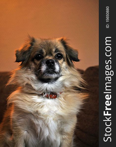 Toya the tibetanian spaniel posing for camera