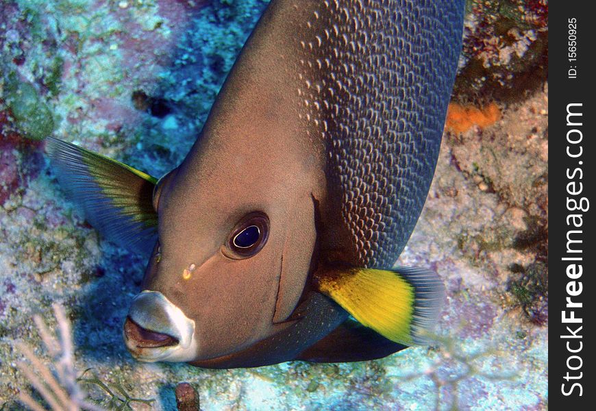 An inquisitive grey angel checks me out while diving in the Cayman Islands. An inquisitive grey angel checks me out while diving in the Cayman Islands