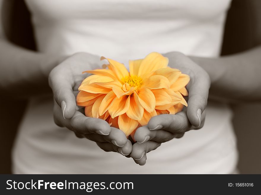 Yellow flower in the hands. Yellow flower in the hands