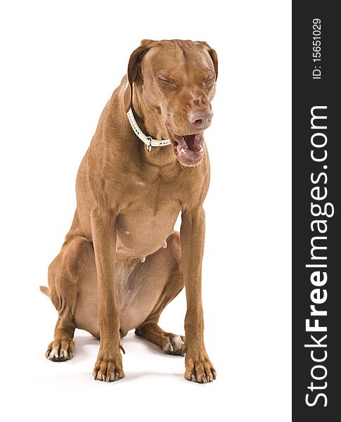 Portrait of a tired and yawning dog. Isolated on white background. Portrait of a tired and yawning dog. Isolated on white background.