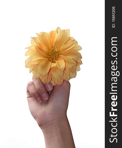 Flower in the hand on the white background