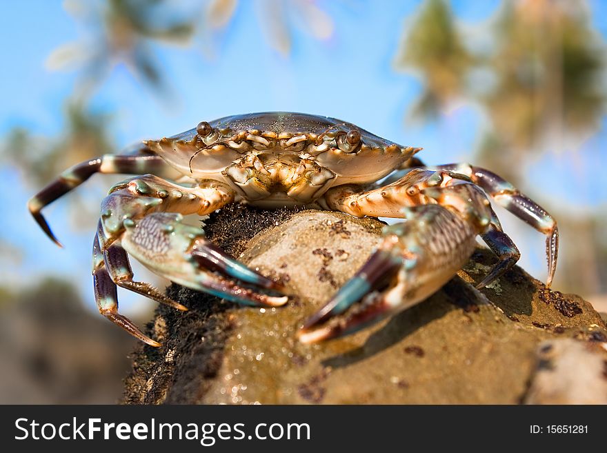 Big Crab On A Beach In Indian Sea