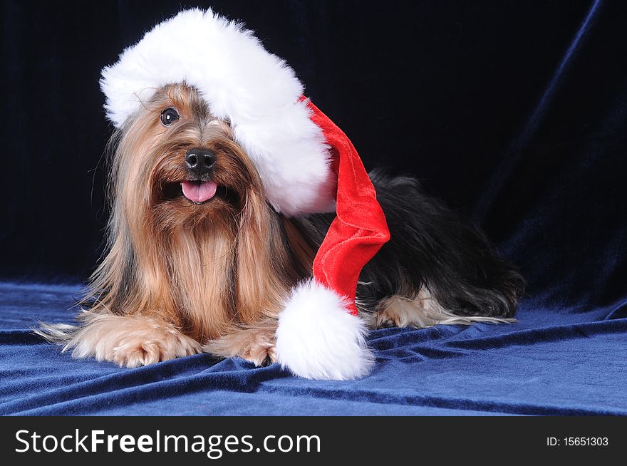 Yorkshire terrier in Santa Claus hat on dark blue velvet background