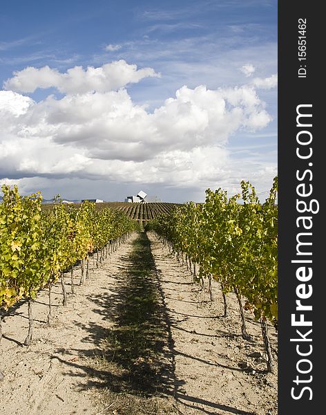 Rows of a vineyard under a blue sky with some clouds