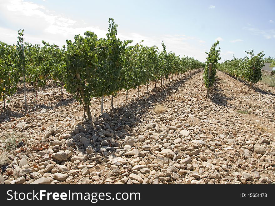 Rows of a vineyard with dried earth