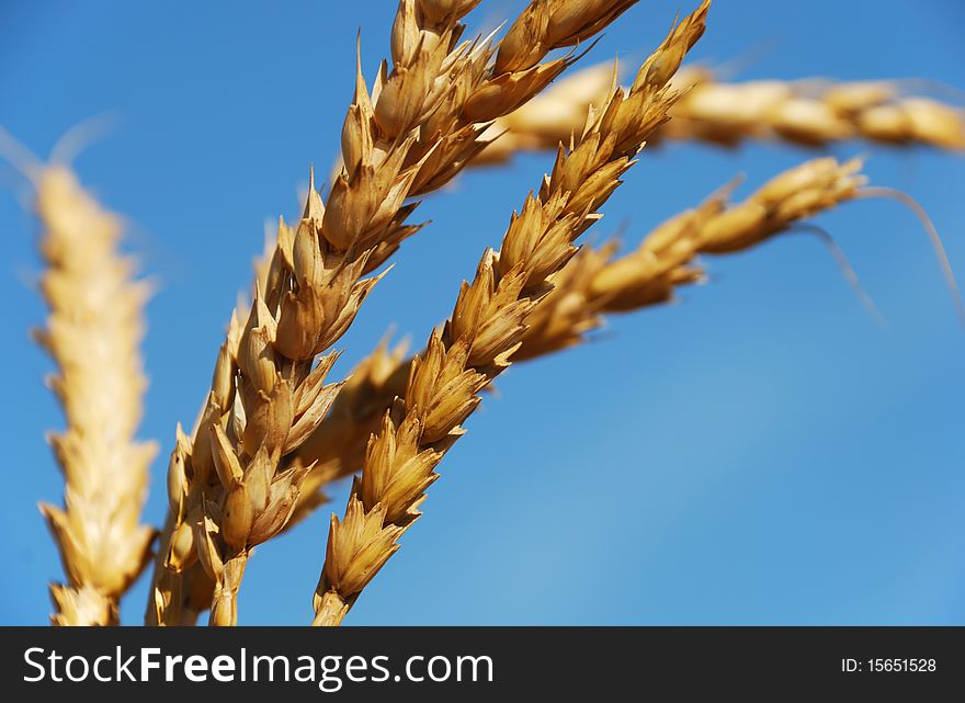 Wheat ears on the blue sky background.