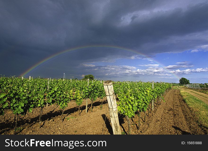 Rows of a vineyard with a rainbow in the background