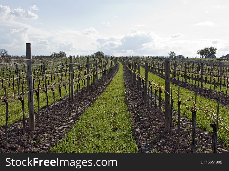 Rows of a vineyard with green grass in between