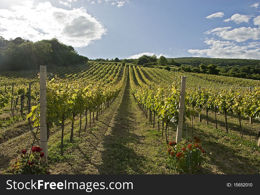 Vineyard with cloudy sky and red flowers