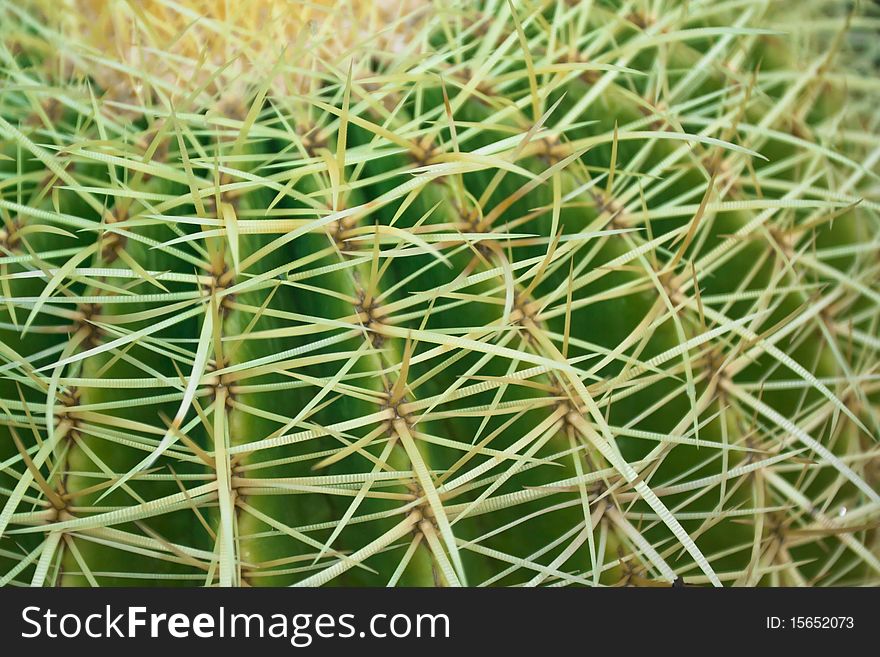 Close up of a cactus named Coryphantha. that has a beautiful texture. Close up of a cactus named Coryphantha. that has a beautiful texture.