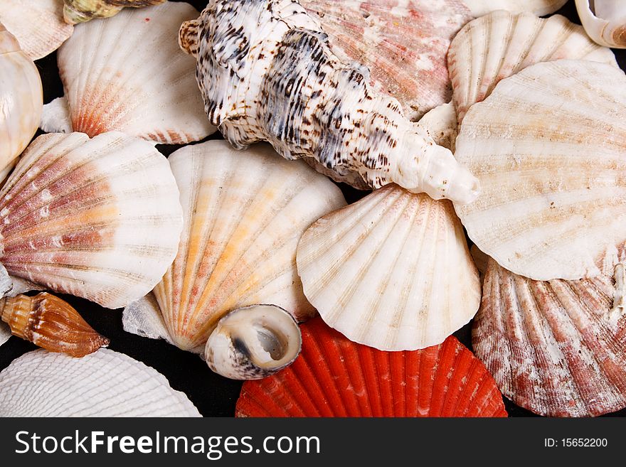 A lot of seashells background