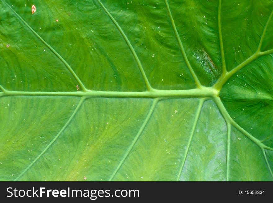 This picture is the green leaf texture