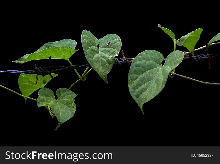 The Plant Crawls Round The Barbed Wire