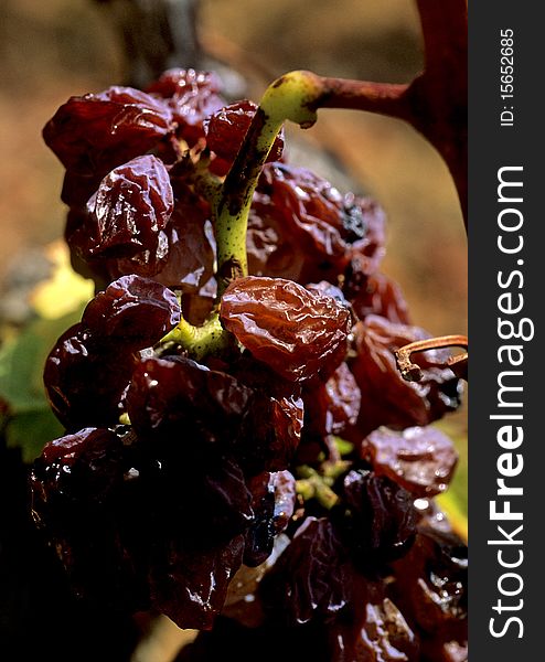 Red dried grapes with white grapes in the background. Red dried grapes with white grapes in the background