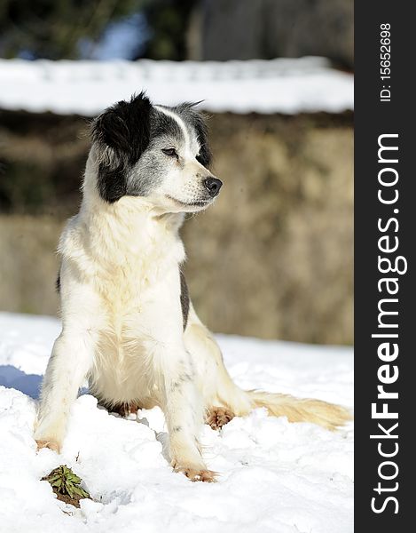 This is a nice female dog in the snow. This is a nice female dog in the snow