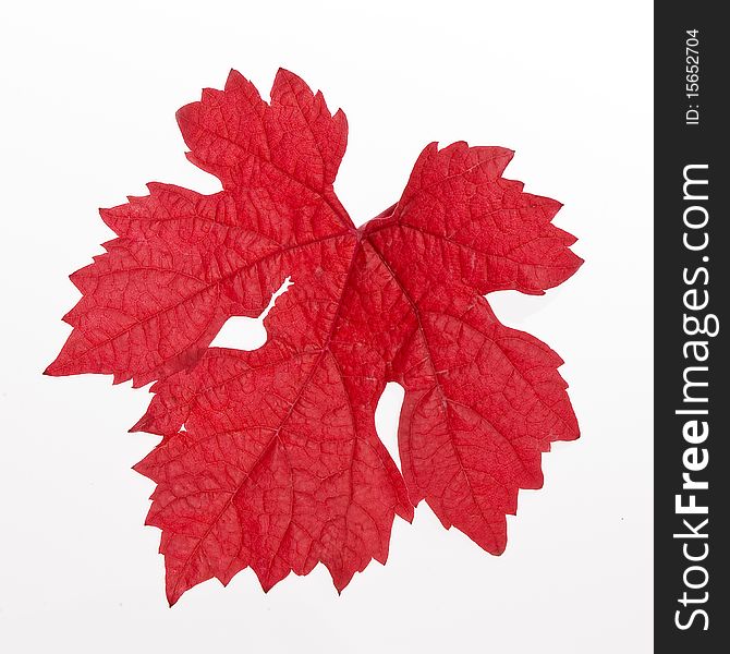 Red leaf with a white background