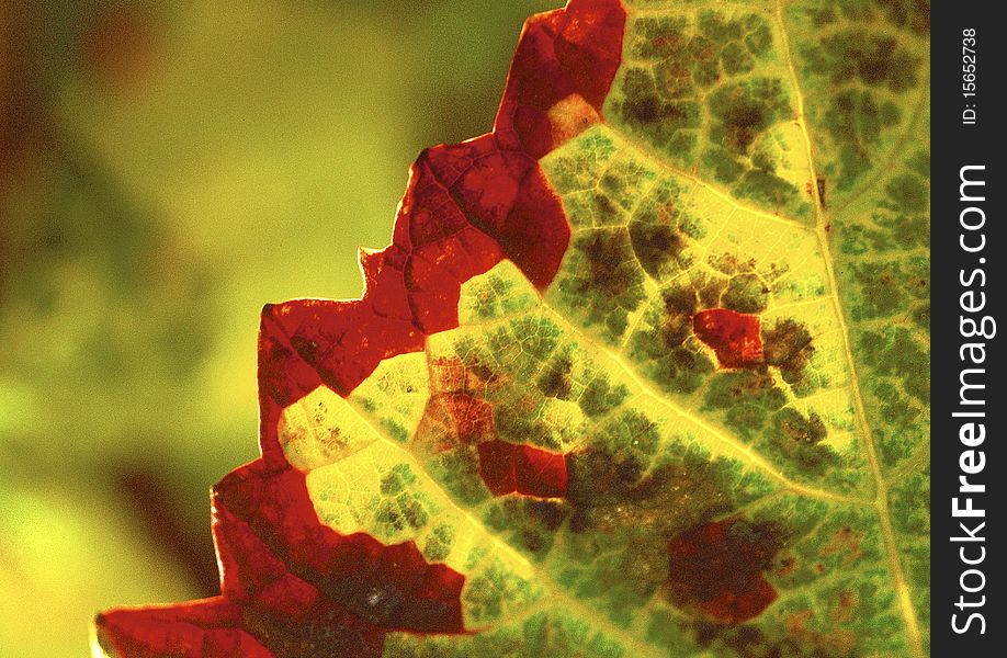 Red, green and yellow colored leaves. Red, green and yellow colored leaves