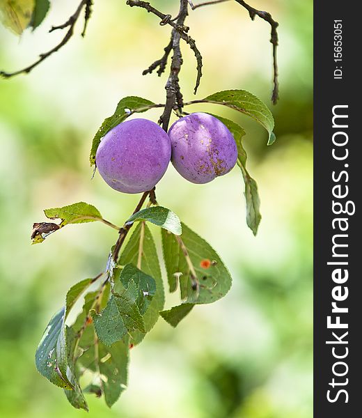To Ripe Plums On The Branch
