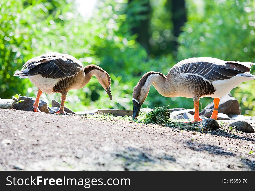 Ducks in Ostrava Zoo eating grass