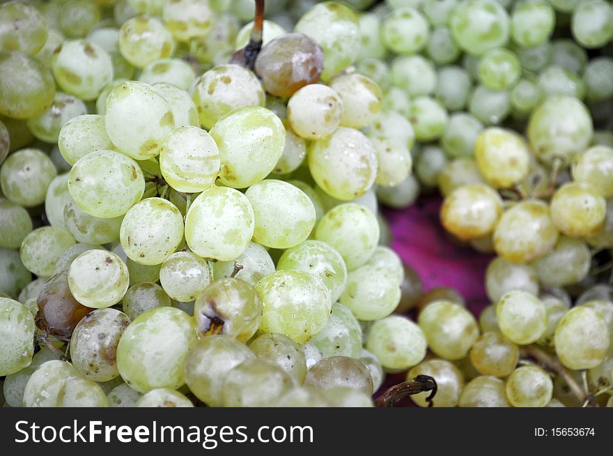 Young grapes. Grapes of unwashed grapes Kish Mish. Young grapes. Grapes of unwashed grapes Kish Mish