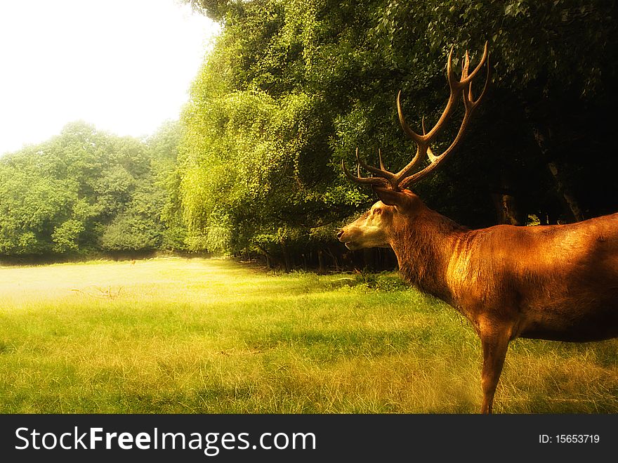 Red deer  (Cervus elaphus) on a forest clearence