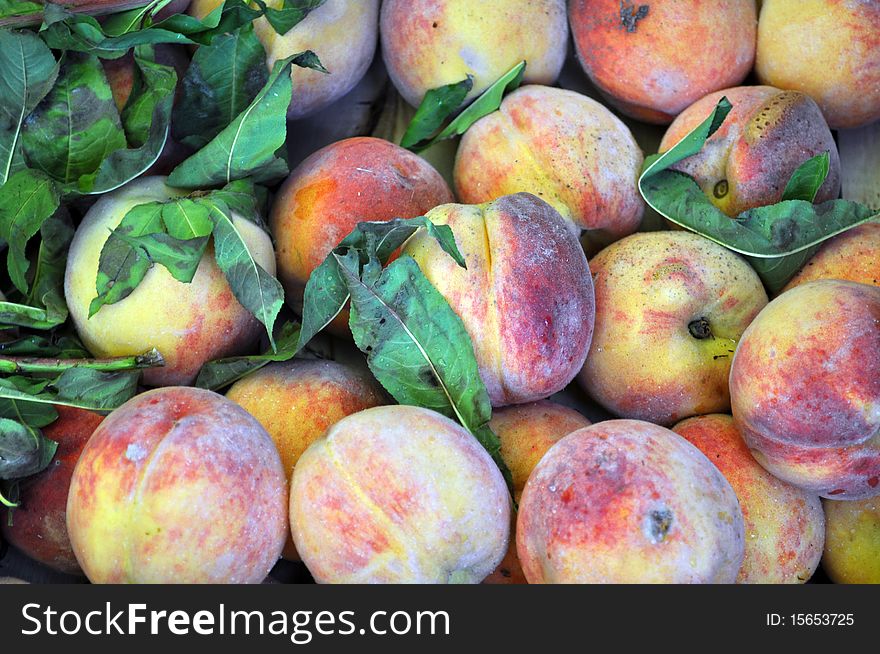 A lot of peaches among the leaves close up