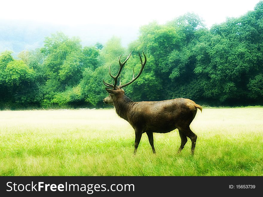 Red deer (Cervus elaphus) on a forest clearence. Red deer (Cervus elaphus) on a forest clearence