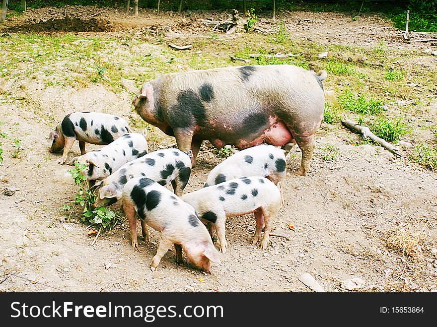Hog (Sus scrofa domestica) with six piglets feeding. Hog (Sus scrofa domestica) with six piglets feeding
