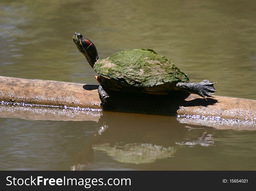 A turtle laying motionlessly taking a sunbath.