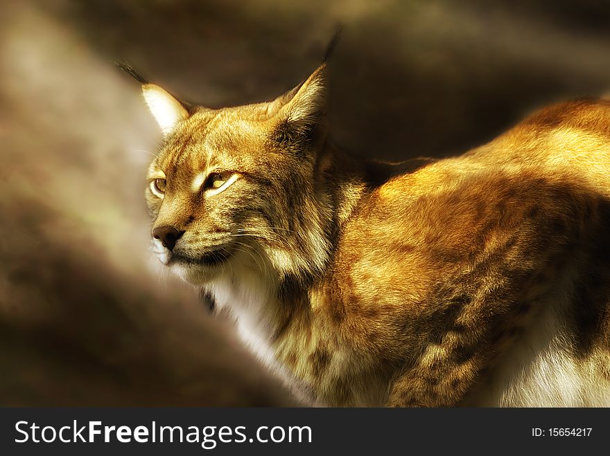 European lynx  (lynx lynx) illuminated by soft sunlight