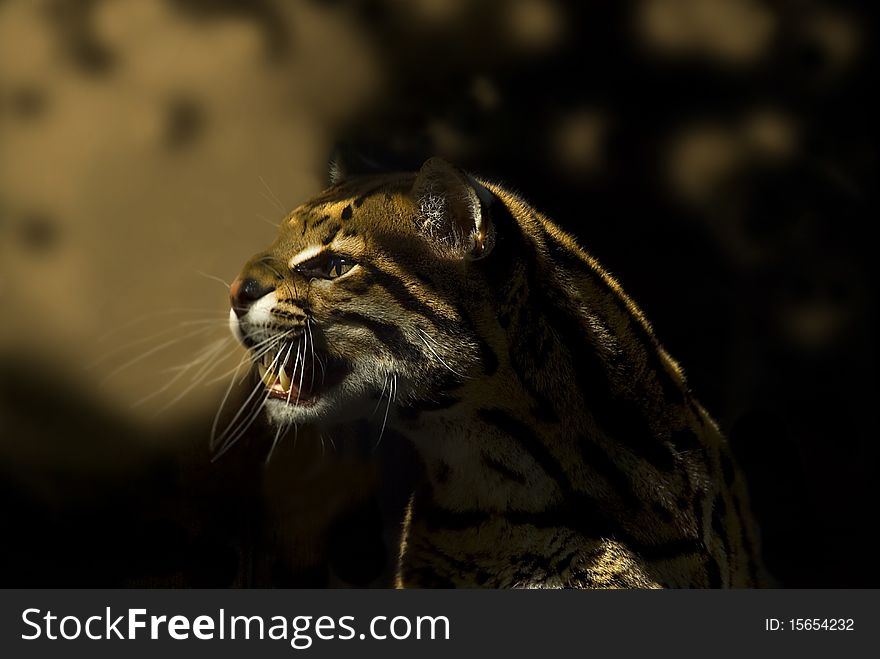 Portrait of an Ocelot (Leoparus pardalis)