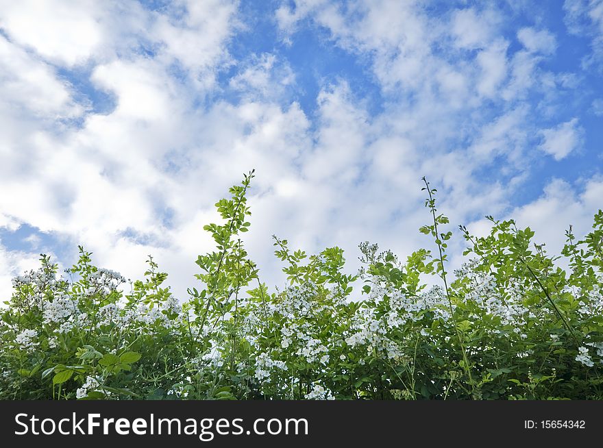 Cloudy blue sky and a hedge