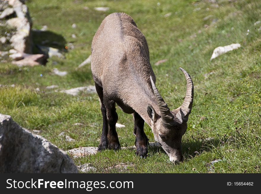 Caption of an ibex on Aosta mountains