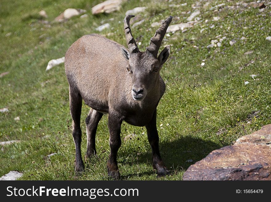 Caption of an ibex on Aosta mountains